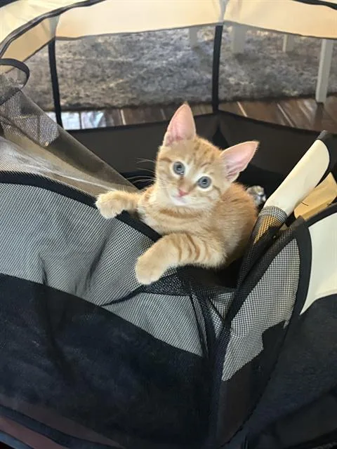 A baby small-sized male Domestic Short Hair cat named Mango for adoption in Camarillo, CA