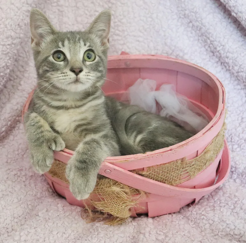 A baby medium-sized female Gray / Blue / Silver Extra-Toes Cat / Hemingway Polydactyl cat named Lusicious Lily for adoption in Saint Augustine, FL