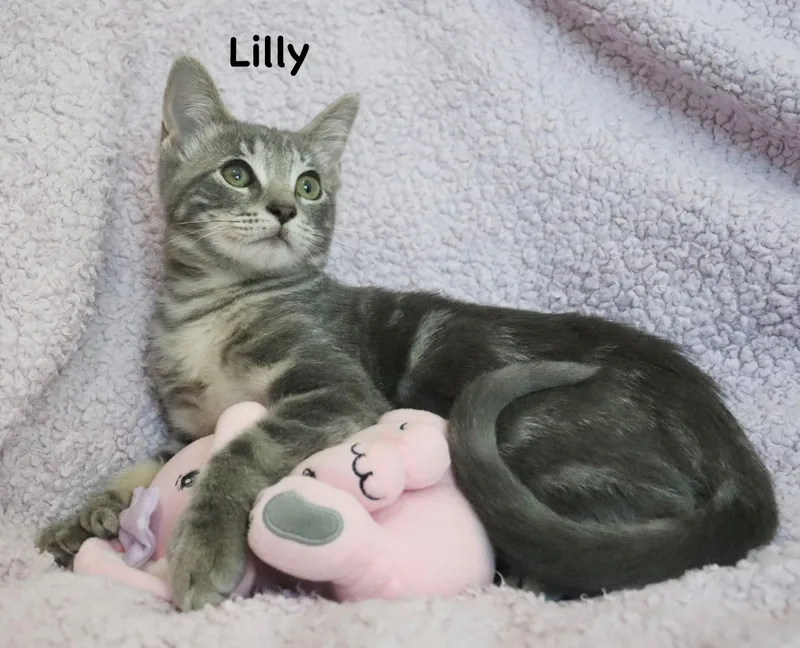 Lusicious Lily thumbnail 3