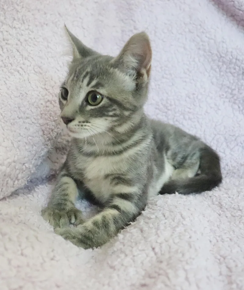 Lusicious Lily thumbnail 6