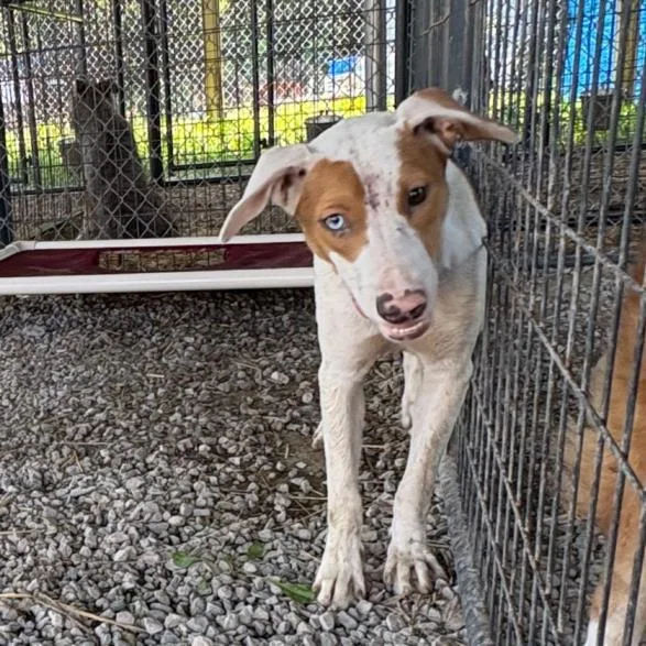 A young large-sized female Border Collie dog named Gypsy for adoption in Tulsa, OK