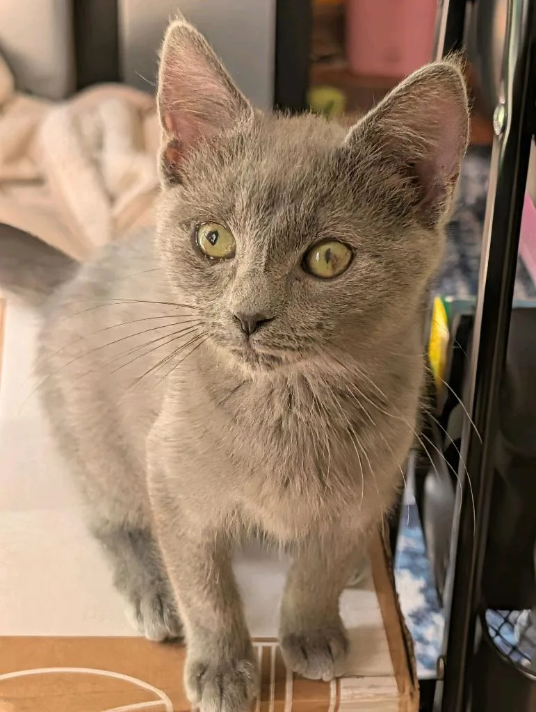 A baby medium-sized female Domestic Short Hair cat named Poppy for adoption in Johnson City, TN