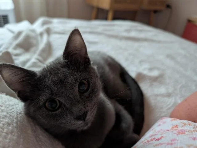 Poppy thumbnail 2
