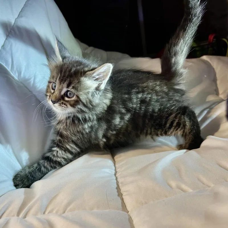 A baby small-sized female Gray / Blue / Silver Domestic Long Hair cat named Shishito for adoption in Oakton, VA