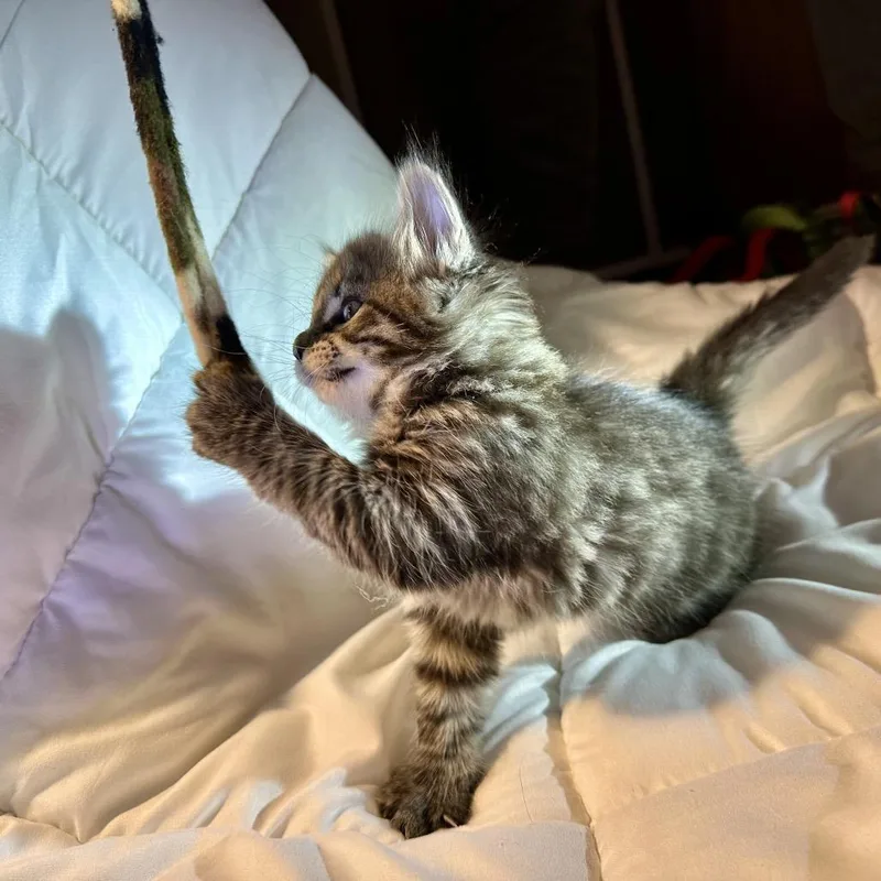 Shishito thumbnail 2