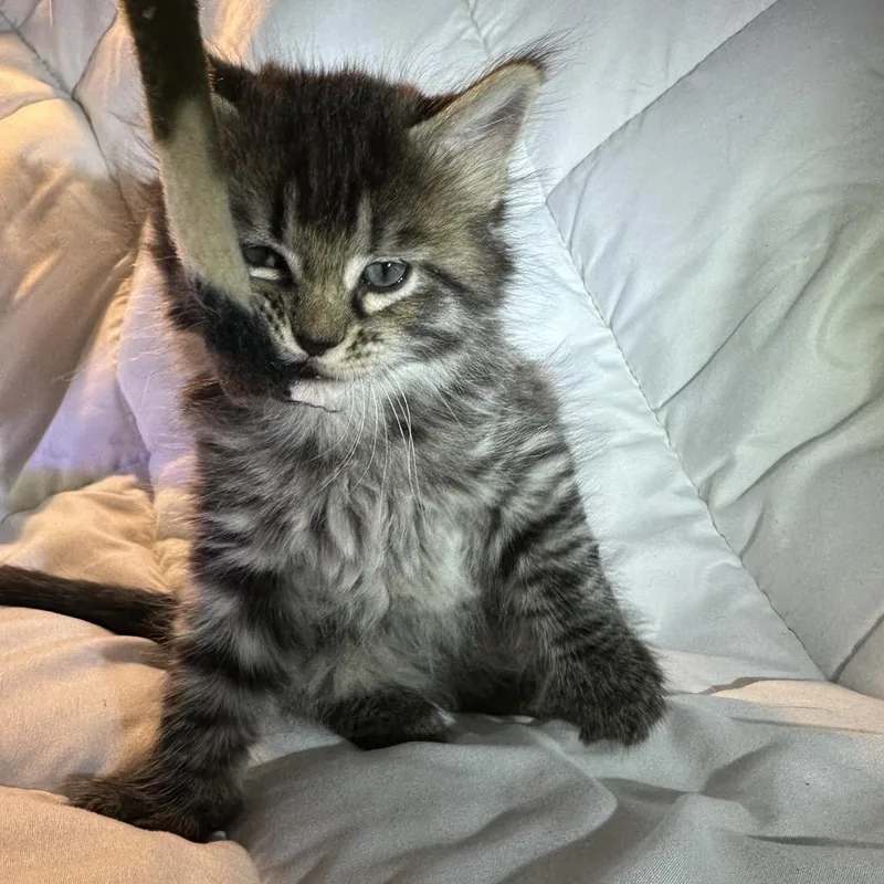 Shishito thumbnail 3