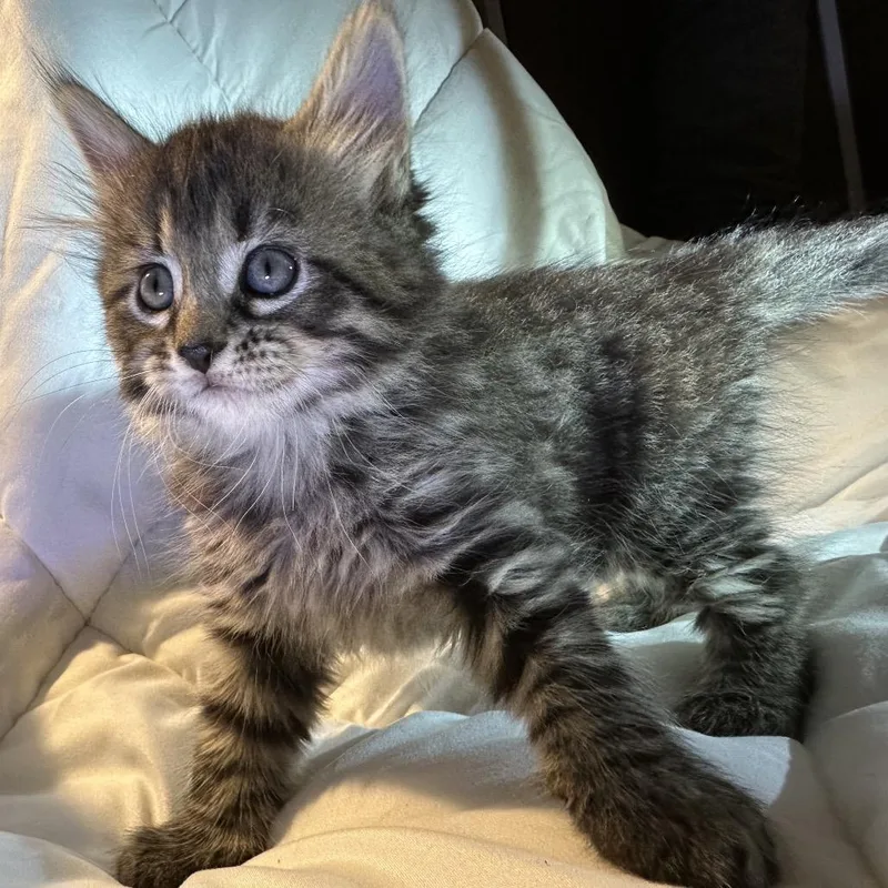 Shishito thumbnail 4