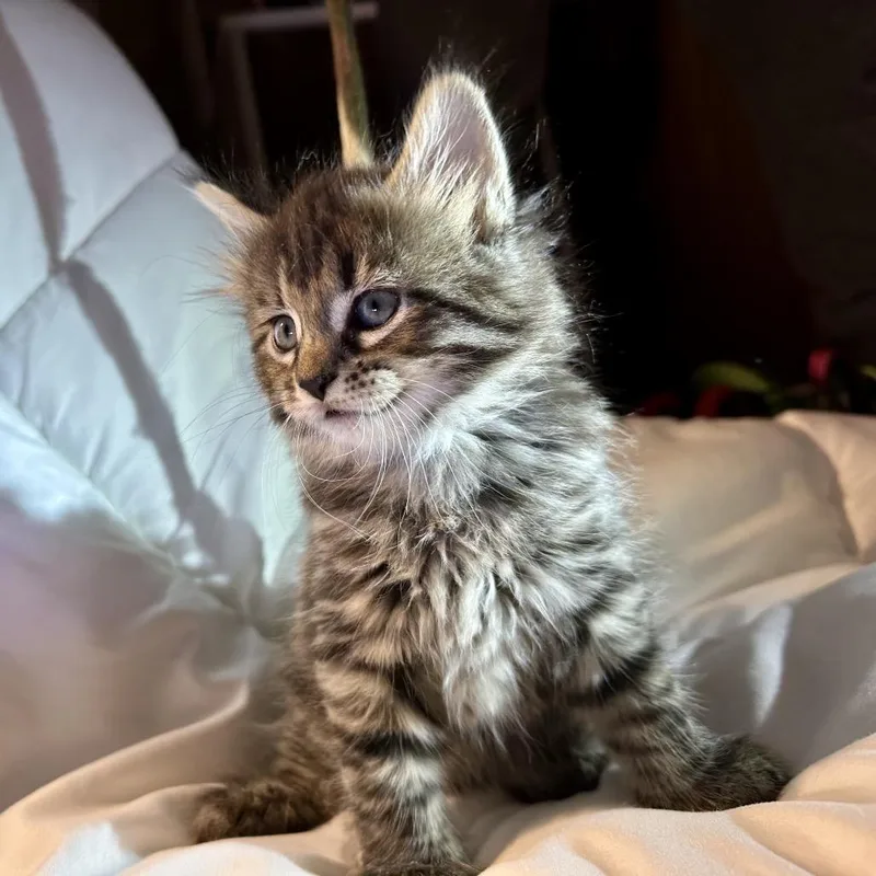 Shishito thumbnail 5