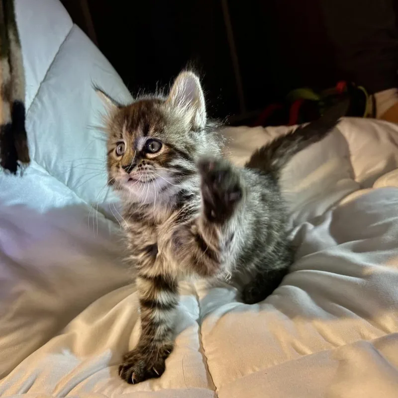 Shishito thumbnail 6