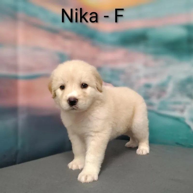 Nika