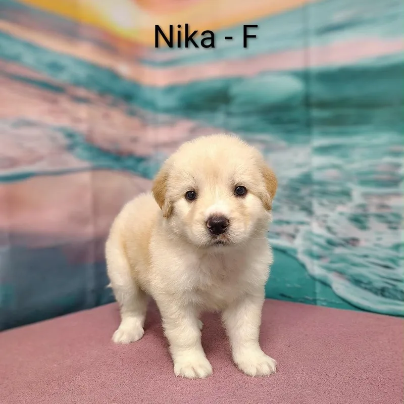 Nika thumbnail 3