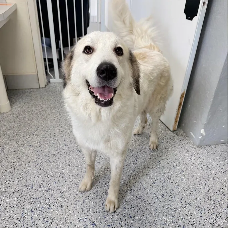 A young large-sized female Great Pyrenees dog named Simone for adoption in Yaphank, NY