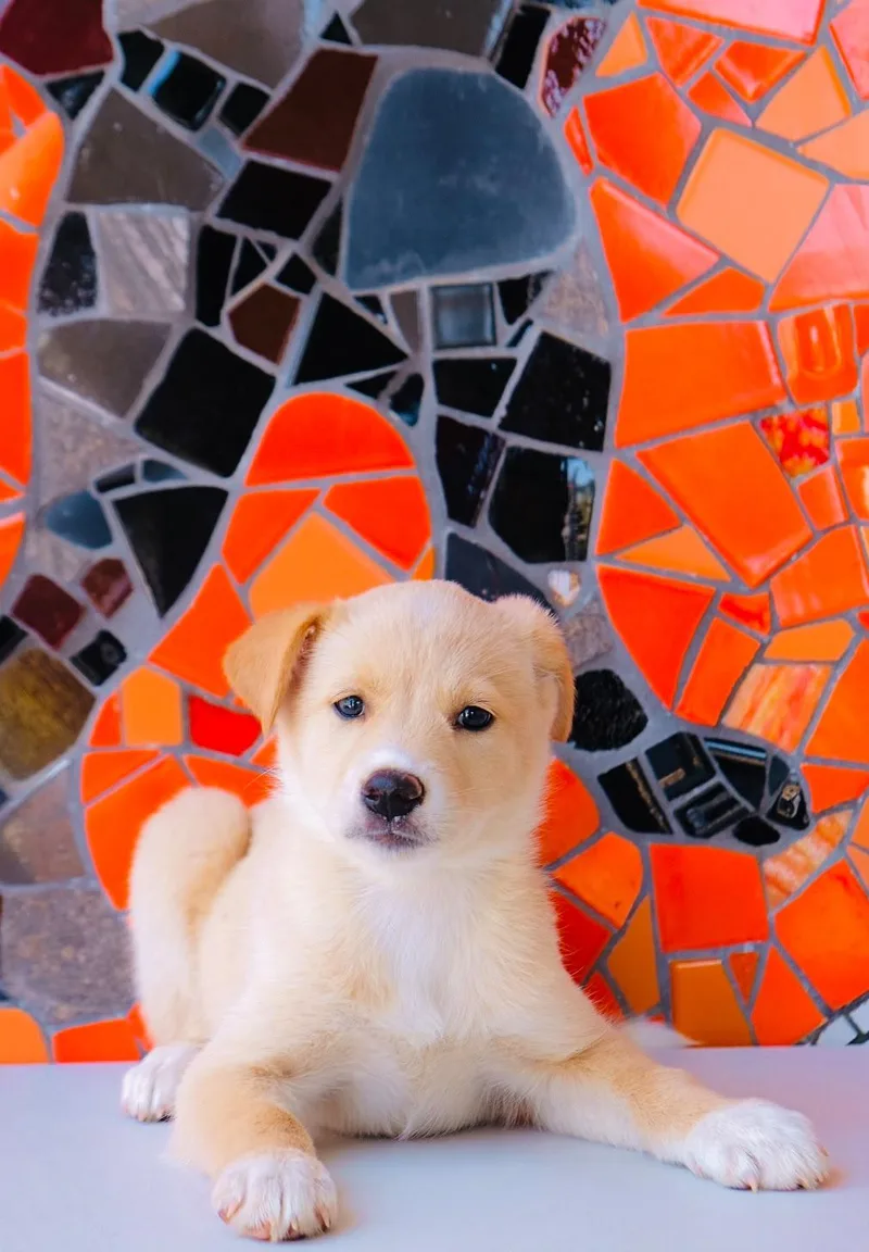 A baby medium-sized female Golden Retriever dog named Spain Pup—Granada for adoption in San Diego, CA