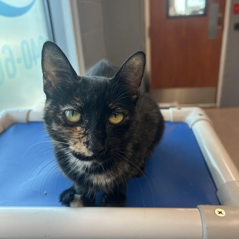 An adult medium-sized female Tortoiseshell cat named Jadis for adoption in Gainesville, TX