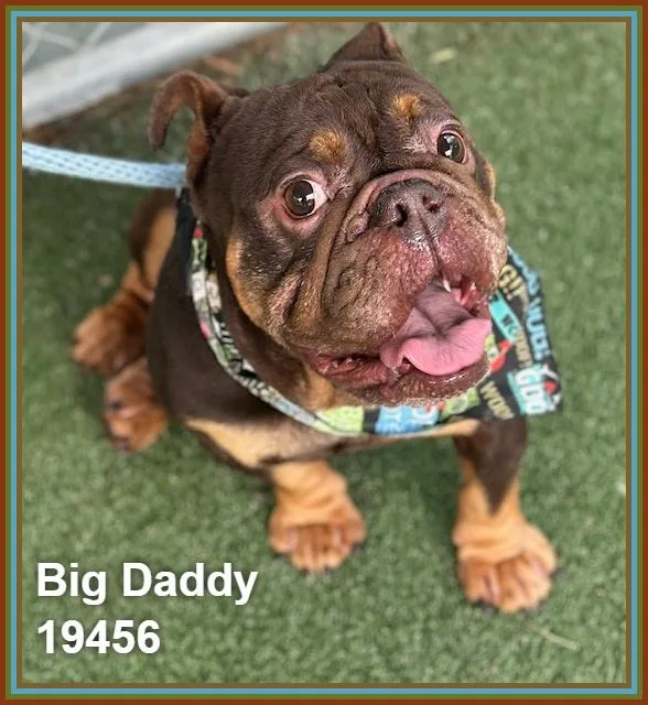 An adult medium-sized male Brown / Chocolate English Bulldog dog named Big Daddy for adoption in Marietta, GA