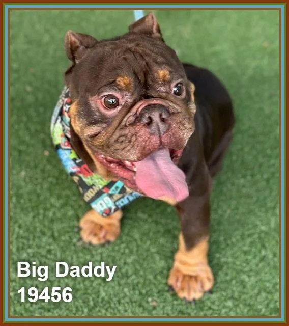 Big Daddy thumbnail 2