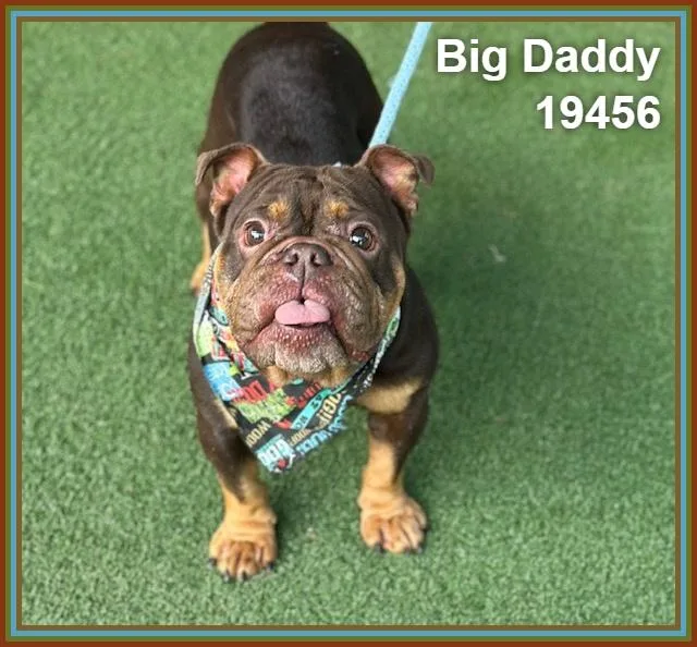 Big Daddy thumbnail 3