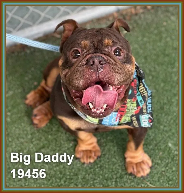 Big Daddy thumbnail 4