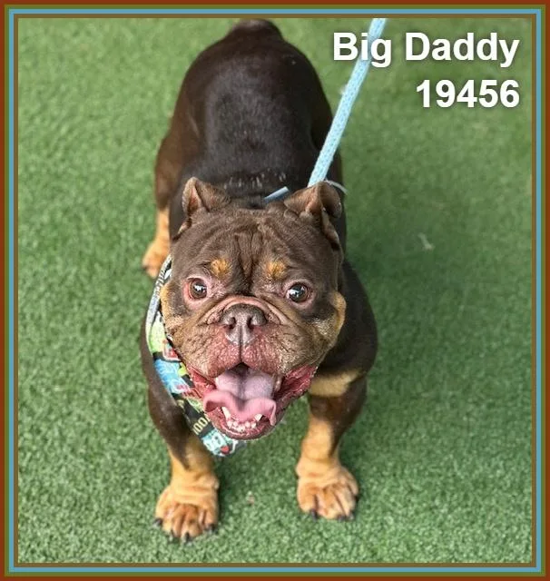Big Daddy thumbnail 5