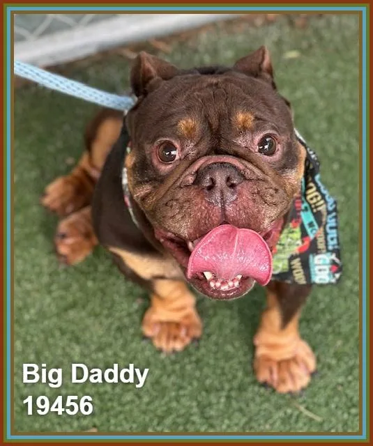 Big Daddy thumbnail 6
