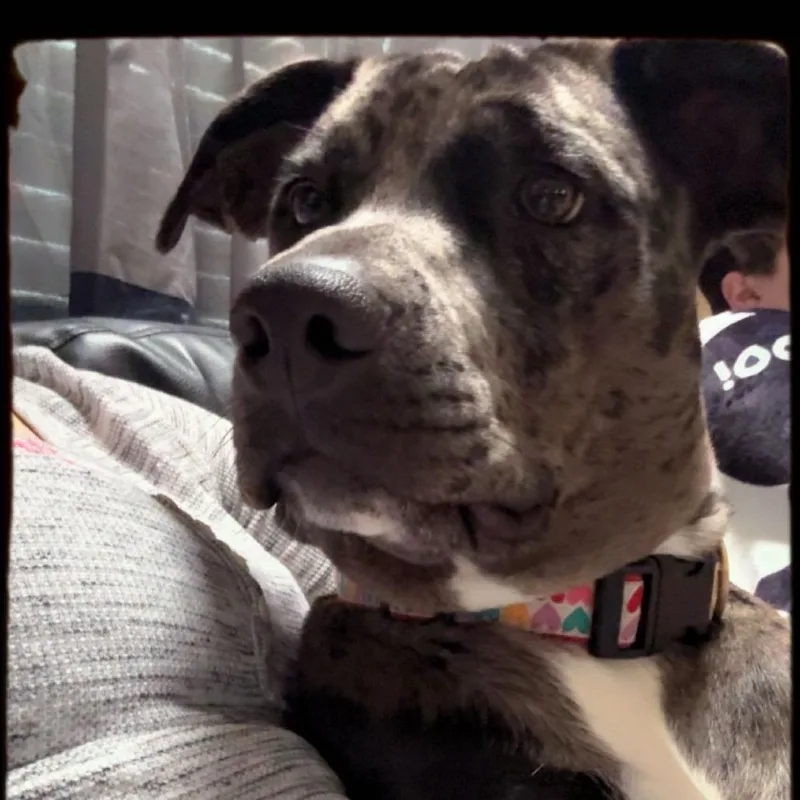 Koda Jane thumbnail 4