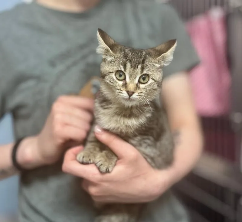 A young medium-sized female Domestic Short Hair cat named Almond for adoption in Wooster, OH