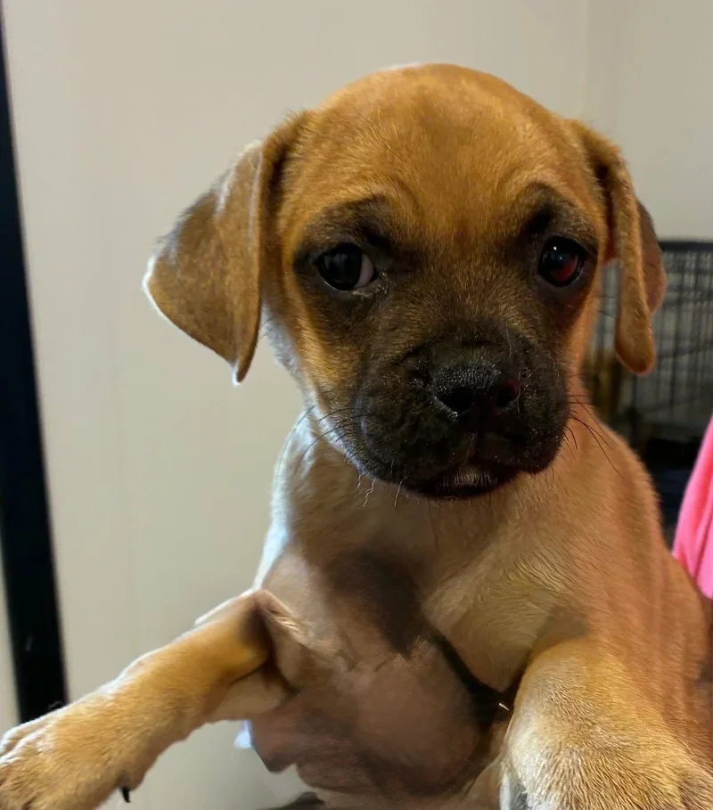 A baby small-sized male Jack Russell Terrier dog named Trevor for adoption in Havertown, PA
