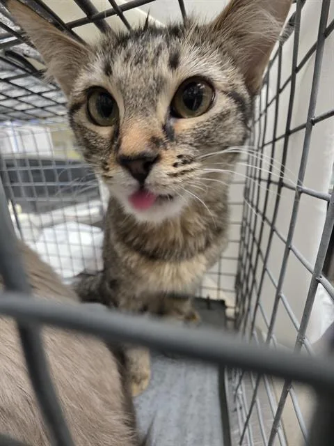 A baby small-sized female Domestic Short Hair cat named Doodle for adoption in Las Vegas, NV