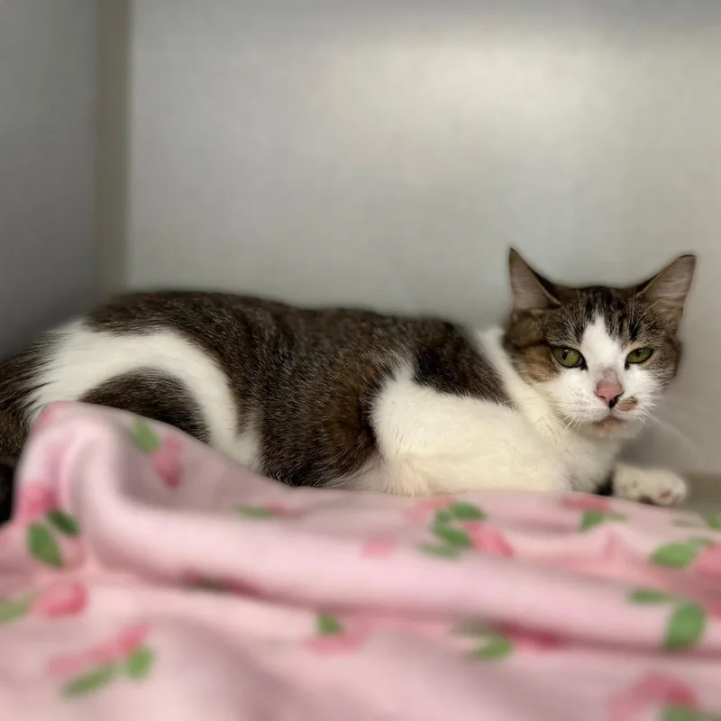 Princess Glitter Sparkles