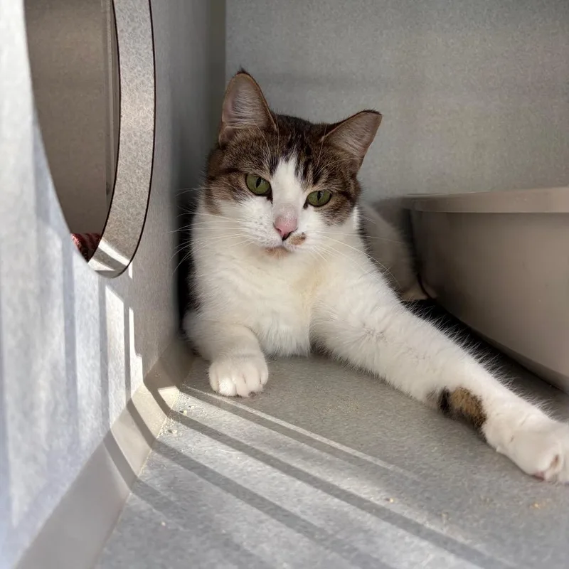 Princess Glitter Sparkles thumbnail 4