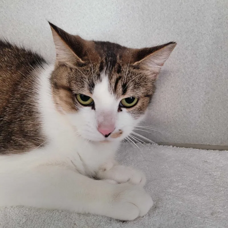 Princess Glitter Sparkles thumbnail 5