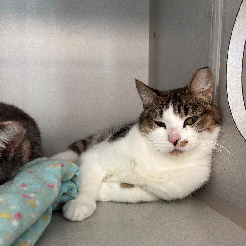 Princess Glitter Sparkles thumbnail 6