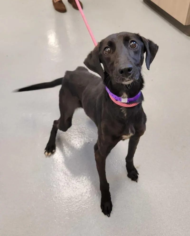 A baby large-sized female Labrador Retriever dog named Elastigirl for adoption in Chillicothe, OH