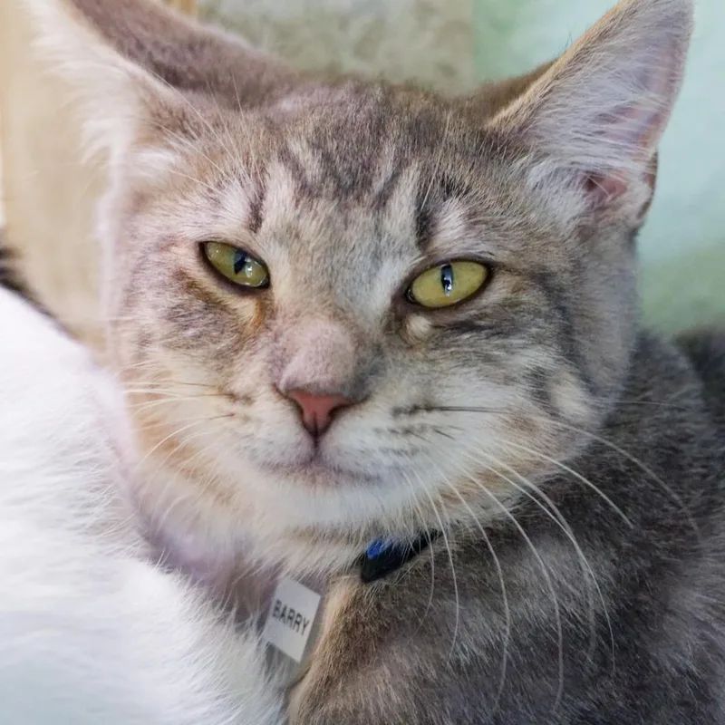 A baby medium-sized male Domestic Short Hair cat named Barry for adoption in Hot Springs, AR