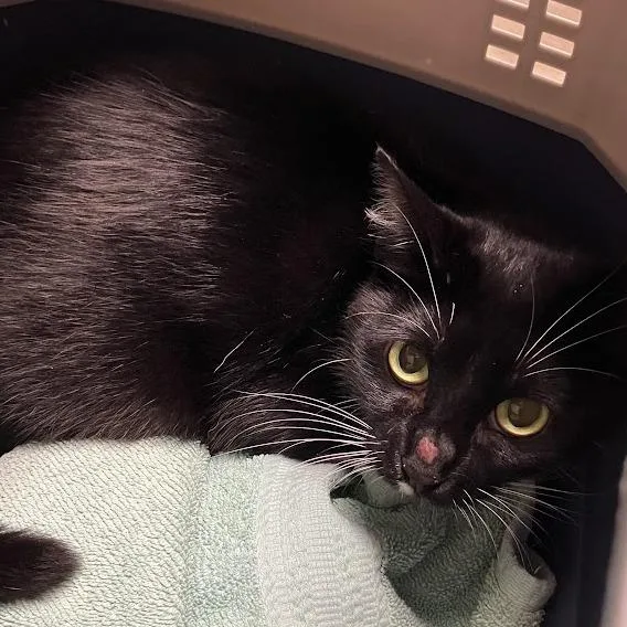 An adult medium-sized female Black Domestic Short Hair cat named Cookie Cat for adoption in DeKalb, IL