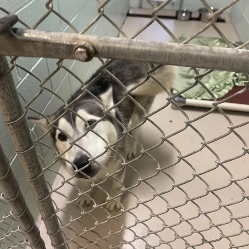 A baby small-sized female Husky dog named Faith for adoption in Newark, NJ
