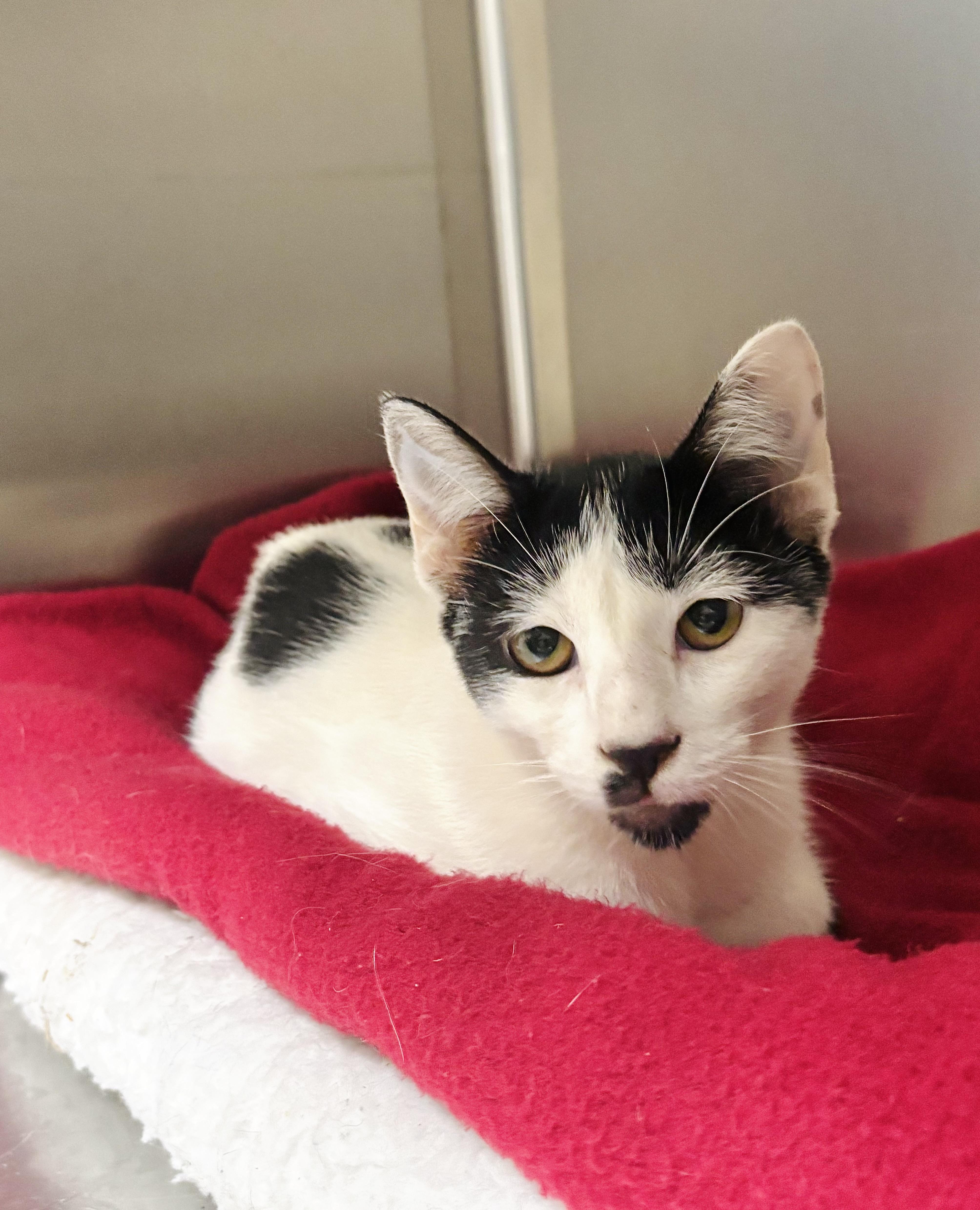 A young medium-sized female Domestic Short Hair cat named Octavia for adoption in Collierville, TN