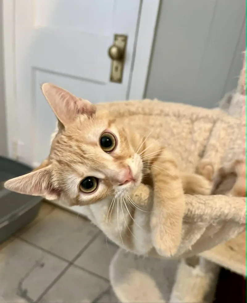 Colby Jack thumbnail 2