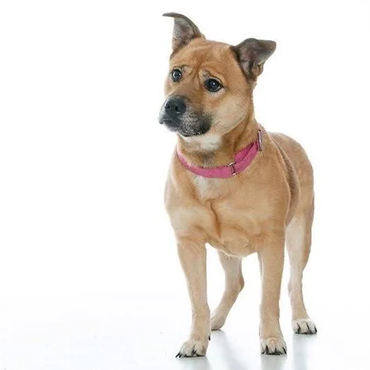 Gingerbread thumbnail 2