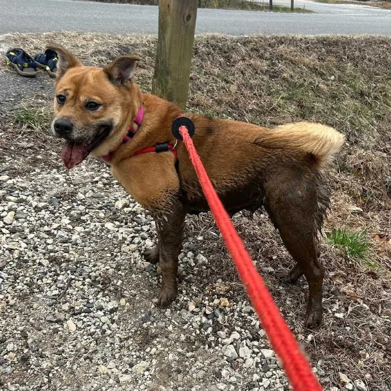 Gingerbread thumbnail 3