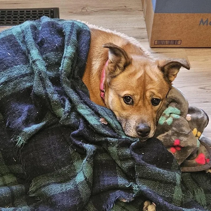 Gingerbread thumbnail 4