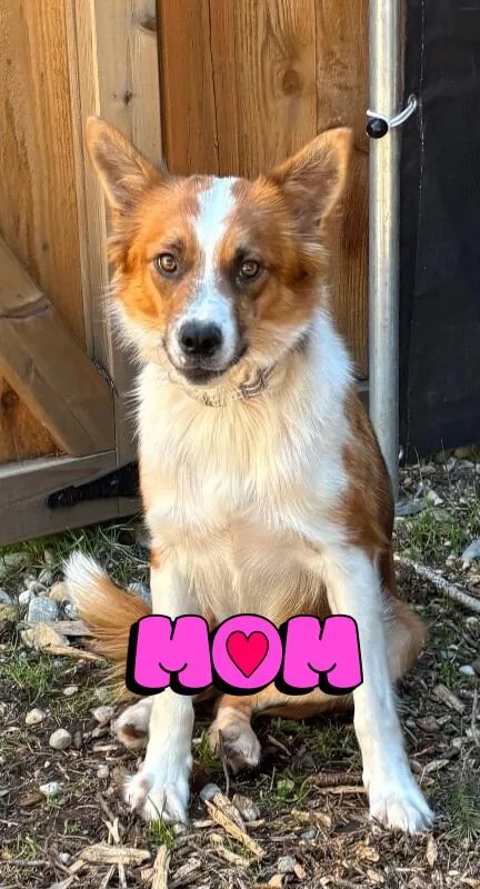 A young medium-sized female Border Collie dog named Dream for adoption in renton, WA