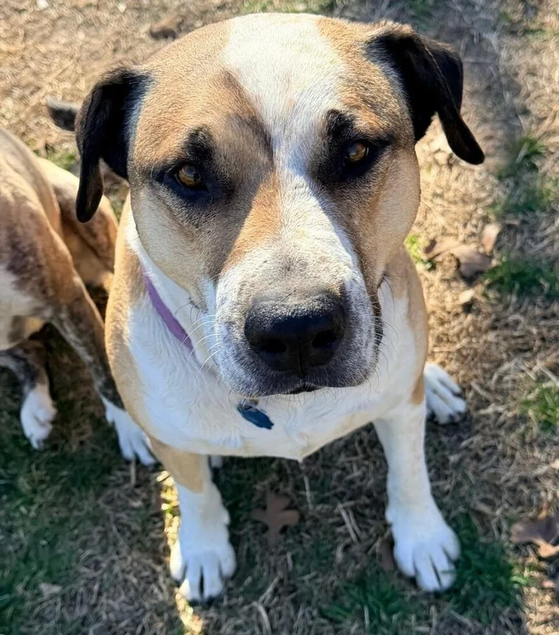 Louie  A Easy thumbnail 2