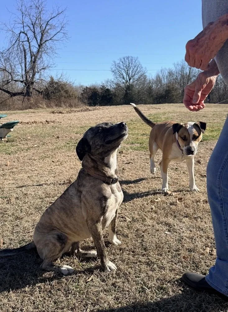 Louie  A Easy thumbnail 4