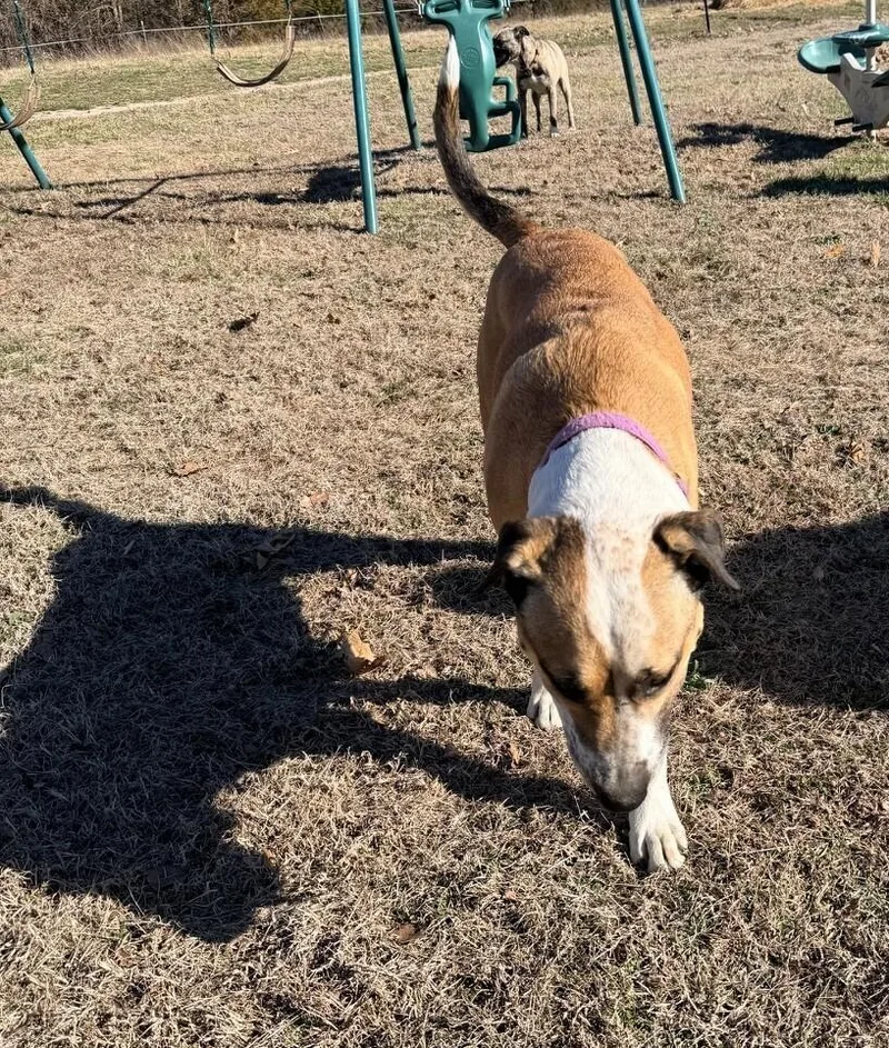 Louie  A Easy thumbnail 5