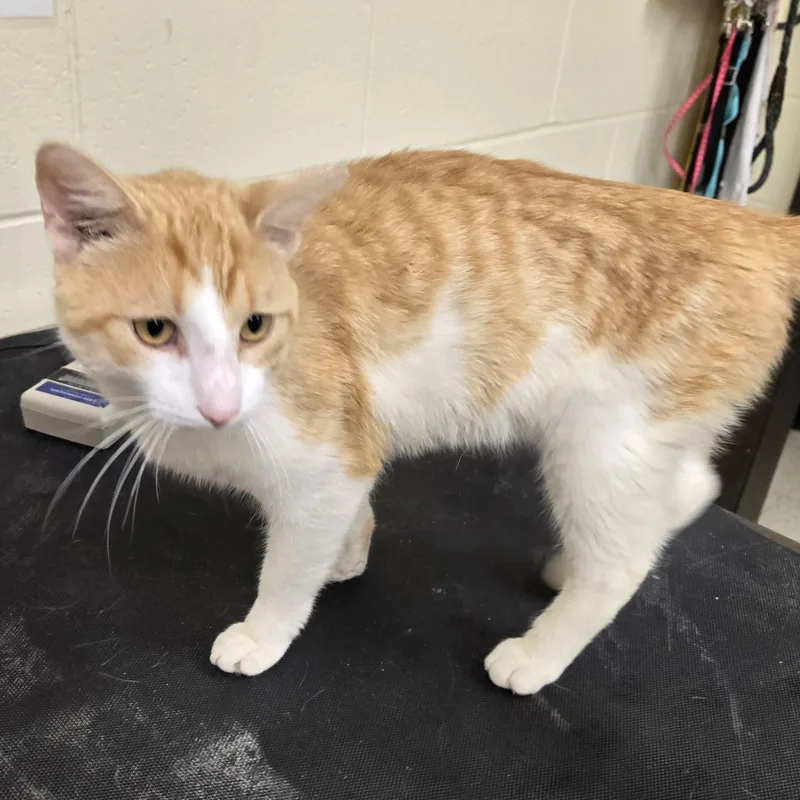 An adult medium-sized male Orange & White Domestic Short Hair cat named Sunkist for adoption in Xenia , OH