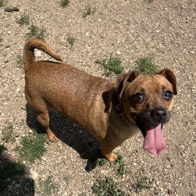 Scoobie