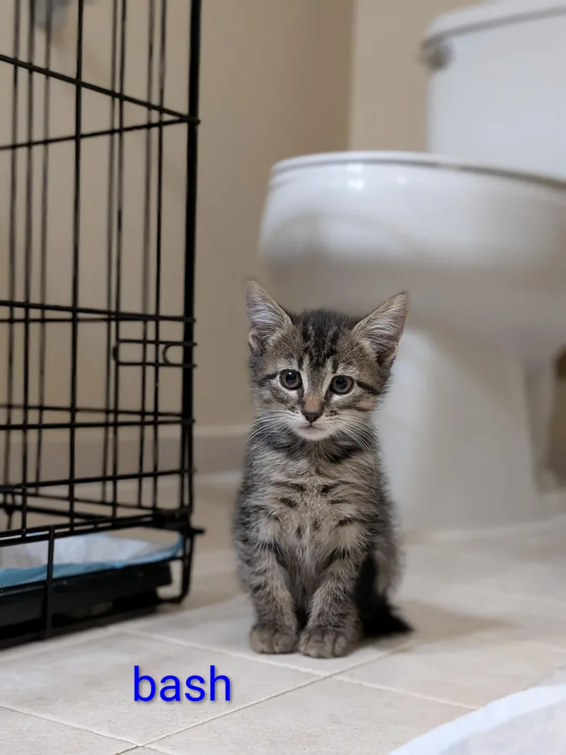A baby medium-sized male Tabby (Brown / Chocolate) Domestic Short Hair cat named Bash for adoption in Walla Walla, WA