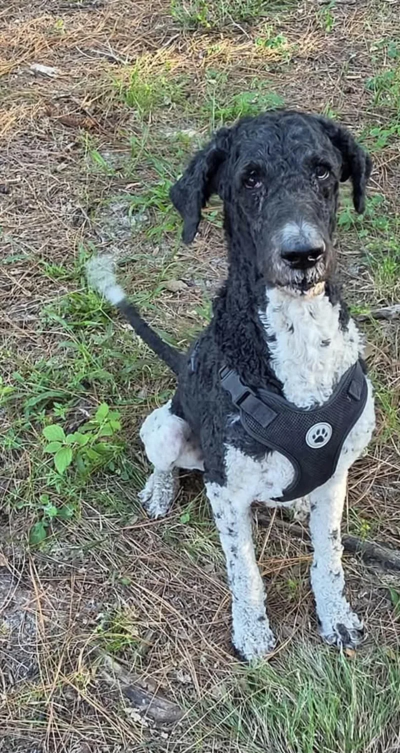 An adult medium-sized male Bernedoodle dog named Knox and Steal for adoption in Land O Lakes, FL