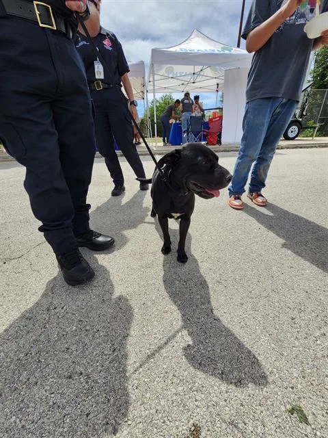 A young large-sized female American Staffordshire Terrier dog named Tammy for adoption in San Antonio, TX